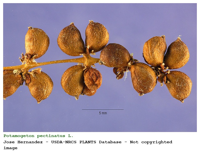 Potamogeton pectinatus L.